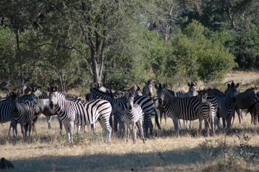 Zebra herd 